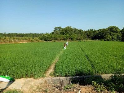 攸縣萬畝農(nóng)田重金屬污染治理項目